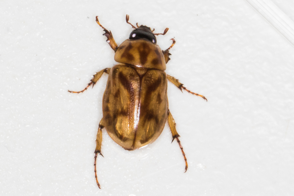 Masked Chafers