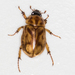 Cyclocephala - Photo (c) BJ Stacey,  זכויות יוצרים חלקיות (CC BY-NC), uploaded by BJ Stacey