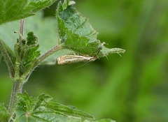 Crambus pratella