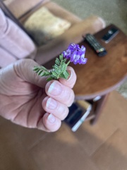 Astragalus nuttallianus