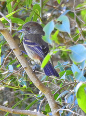 Knipolegus striaticeps