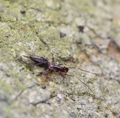 Hubbardia pentapeltis