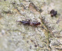 Hubbardia pentapeltis