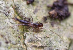 Hubbardia pentapeltis