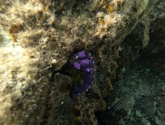 Clavelina puertosecensis
