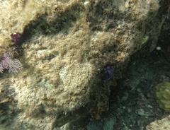 Clavelina puertosecensis