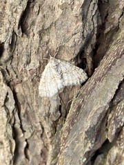 Trichopterigia consobrinaria