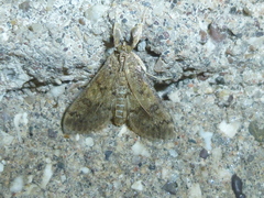 Lepidoptera