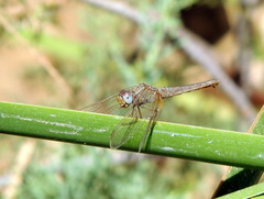 Crocothemis