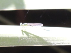 Ischnura elegans
