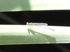 Ischnura elegans