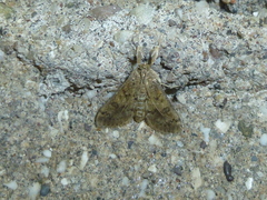 Lepidoptera
