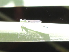 Ischnura elegans