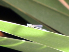 Ischnura elegans