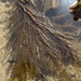 photo of Japanese Wireweed (Sargassum muticum)