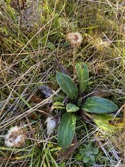 Celmisia verbascifolia