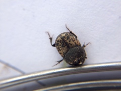Onthophagus nuchicornis