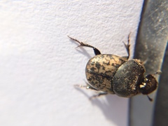Onthophagus nuchicornis