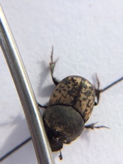 Onthophagus nuchicornis