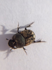 Onthophagus nuchicornis