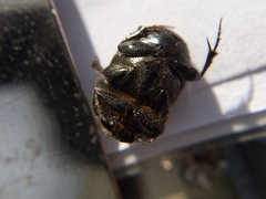 Onthophagus nuchicornis