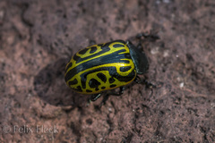 Calligrapha mexicana
