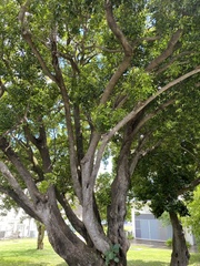 Elaeodendron orientale