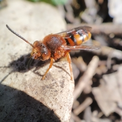 Nomada agrestis