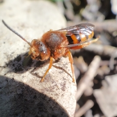 Nomada agrestis