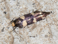Macrobathra bigerella