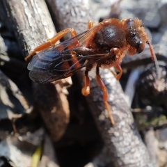 Nomada agrestis