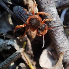 Nomada agrestis