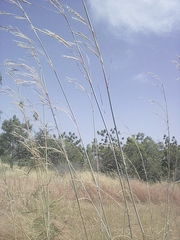 Andropogon gayanus