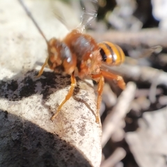 Nomada agrestis