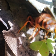 Nomada agrestis