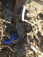 Plestiodon skiltonianus