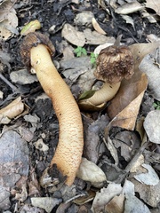 Verpa bohemica