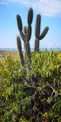 Armatocereus cartwrightianus