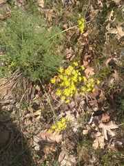 Lomatium klickitatense