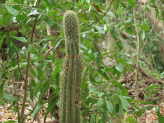 Pilosocereus robinii