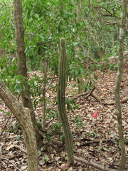 Pilosocereus robinii