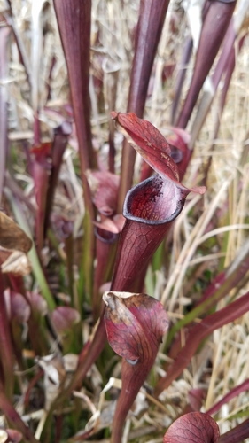 Jones' pitcherplant (Sarracenia jonesii)