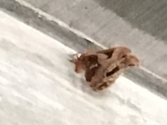 Callosamia angulifera