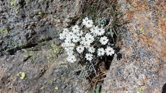 Castroviejoa frigida