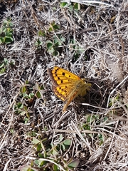 Lycaena 'canterbury common copper'