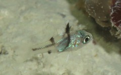 Pristicon trimaculatus