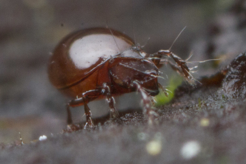 Beetle Mites