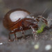 Beetle Mites - Photo (c) Thomas Barbin, some rights reserved (CC BY-NC), uploaded by Thomas Barbin