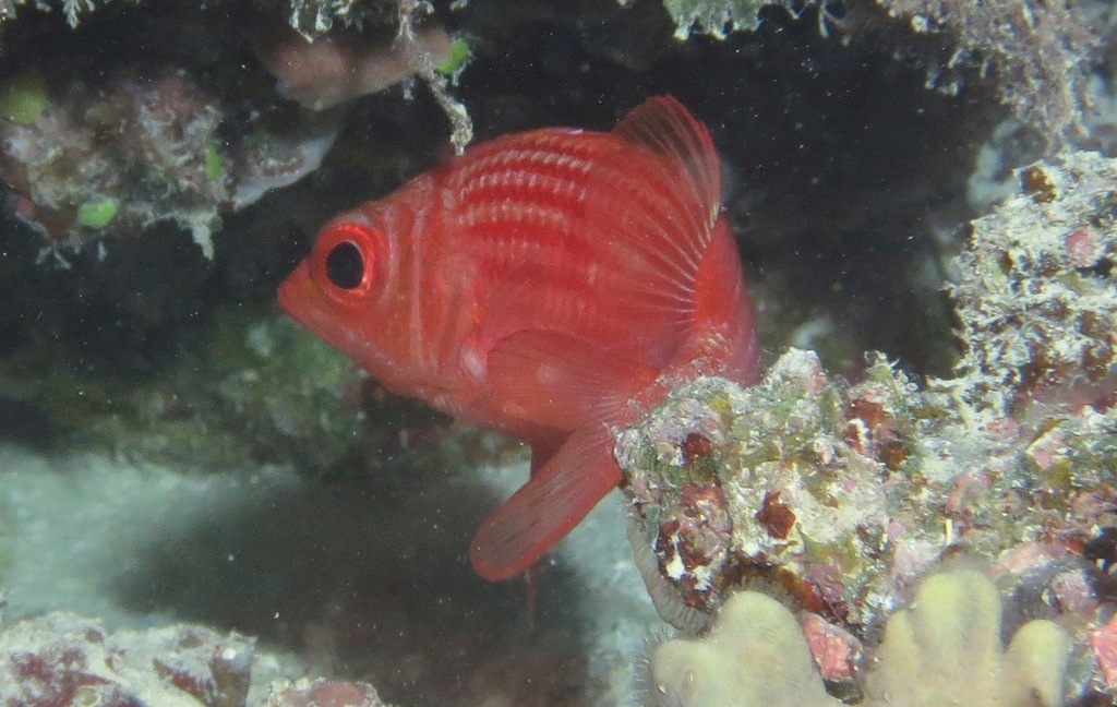 Pink Squirrelfish