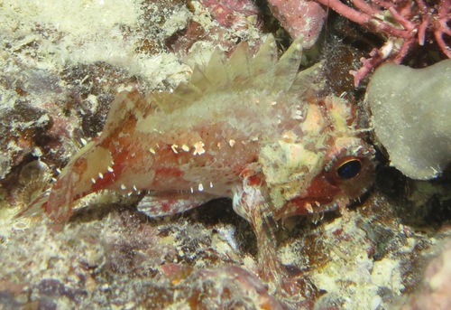 Parascorpaena moultoni observed 2012-04-17